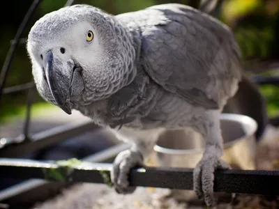 10 удивительных животных, которые умеют говорить (фото, видео) - Новости  Армении - Терт.am