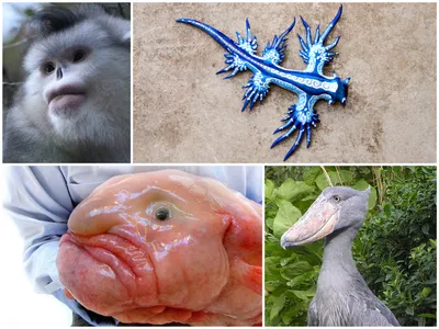 20 удивительных животных, о существовании которых вы даже не
