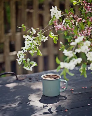 Картинки кофе утро солнце весна (68 фото) » Картинки и статусы про  окружающий мир вокруг
