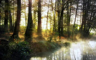 Утро в лесу» — создано в Шедевруме
