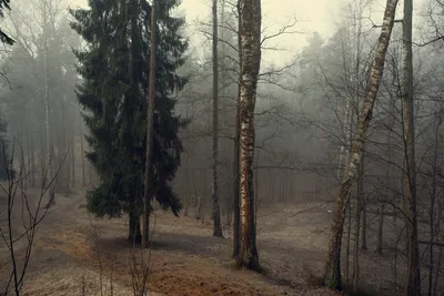 Пейзаж маслом на холсте \"Туманное утро в лесу\".