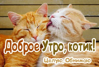 Картинки «Доброе утро!» скачать для Ватсап (WhatsApp) бесплатно