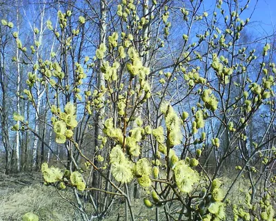 Верба разветвляет весной природа Стоковое Фото - изображение насчитывающей  сезон, привлекательно: 41513524