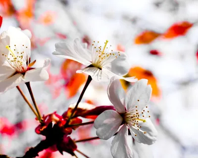 Скачать обои природа, весна, подснежники, раздел цветы в разрешении  1280x1024