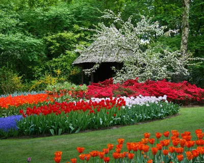 Картинки весна, деревья, листья, природа, цветы, широкоформатные, мимоза -  обои 1280x1024, картинка №133338