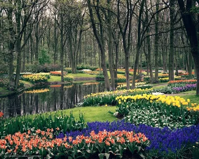Скачать обои фиолетовый, зеленый, весна, лиловый, сирень, раздел цветы в  разрешении 1280x1024 | Фиолетовые цветы, Цветочные фоны, Сирень