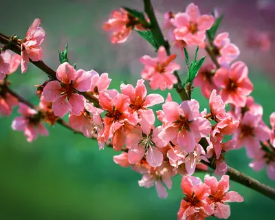 New Spring Flowers 2560 x 1600 widescreen Wallpaper