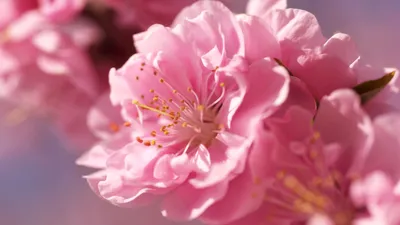 Обои сакура, 4k, HD, розовый, весна, цветок, sakura, 4k, HD wallpaper,  pink, spring, flower, Природа #10300