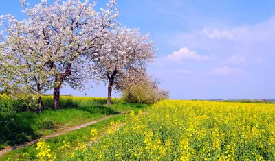 Весна Цветок Сочиться - Бесплатное фото на Pixabay - Pixabay