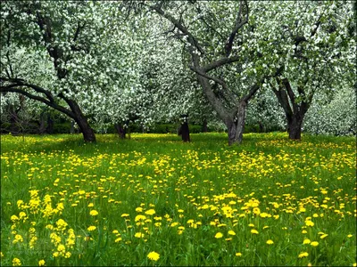 Ветка миндального дерева украшенная потрясающими цветами копирует весенний  май Фото Фон И картинка для бесплатной загрузки - Pngtree