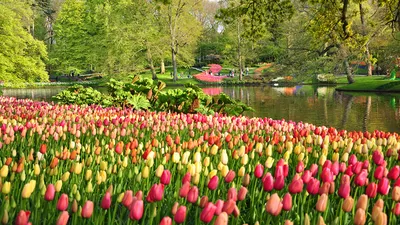 Обои для рабочего стола Нидерланды Keukenhof Весна Природа 1366x768