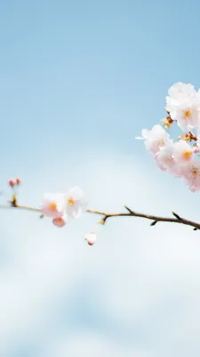 Обои на телефон цветок, цветение, весна, ветка, лепестки - скачать  бесплатно в высоком качестве из категории \"Цветы\"
