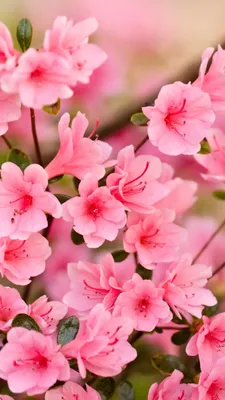 Обои на телефон цветы, цветение, ветка, весна - скачать бесплатно в высоком  качестве из категории \"Цветы\"