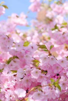 Вертикальная версия цветущей вишни весенние романтические обои для телефона  Фон И картинка для бесплатной загрузки - Pngtree