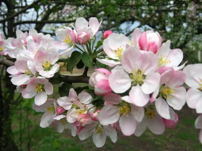 Весна цветы, белые фото, обои на рабочий стол