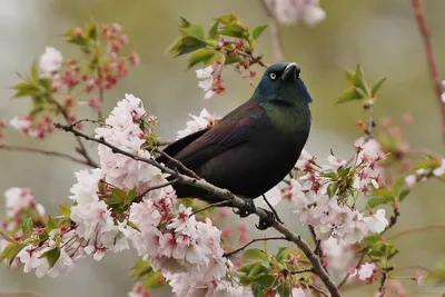 Грача вызывали: этой весной птицы прилетят раньше | Статьи | Известия
