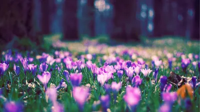 Красивая широкоформатная фон весны природы Стоковое Изображение -  изображение насчитывающей марш, ландшафт: 196994891