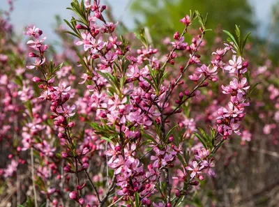 13 декоративных кустарников и деревьев, которые цветут в апреле-мае | В  цветнике (Огород.ru)