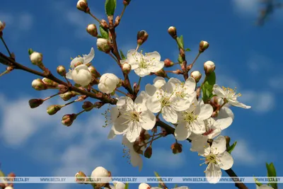 Самые красивые цветущие деревья Европы и как их определить - РУКИ-В-БОКИ
