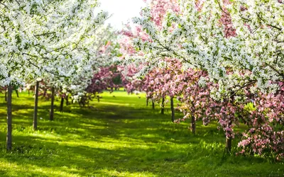 Цветущие деревья: самые красивые декоративные деревья для вашего сада |  Огород Мечты | Дзен