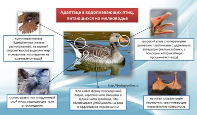 Птенцы водоплавающих птиц Москвы