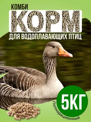 https://rus.err.ee/1608431783/departament-prosit-ne-kormit-vodoplavajuwih-ptic