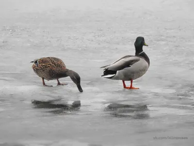 Стало известно, сколько водоплавающих и околоводных птиц зимовали в  Беларуси | zviazda.by