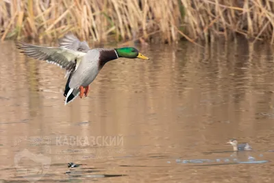 Новый вид птиц заметили на территории Воронежского заповедника —  Интернет-канал «TV Губерния»
