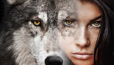 Моющиеся виниловые фотообои Волк и волчица, 211х150 см - купить по выгодной  цене в интернет-магазине OZON (272796898)