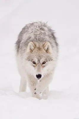 Картинки волка на аву (65 фото) Изображение с волком. Волк на аватарку