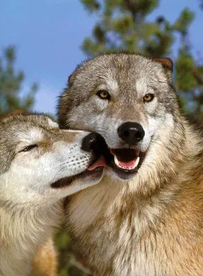 влюбленный волк уже не хищник / любовь :: отношения :: фото :: живность ::  волк / смешные картинки и другие приколы: комиксы, гиф анимация, видео,  лучший интеллектуальный юмор.