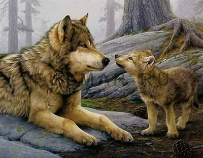 Мир и любовь среди волков, женский волк лижут свою сторону к своему супругу  к волку Стоковое Изображение - изображение насчитывающей северно,  влюбленность: 136359507