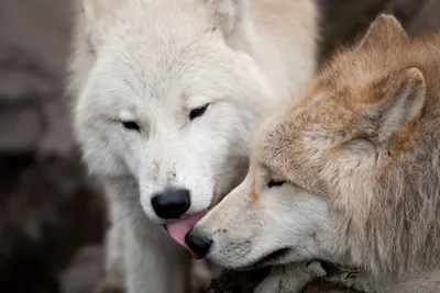 Поцелуй волка - красивые фото