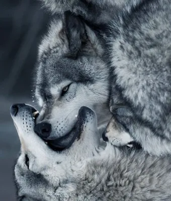 Волки Любовь Животное - Бесплатное фото на Pixabay - Pixabay