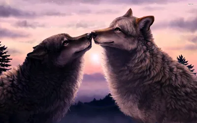 Два влюбленных волка - 36 фото | Волчата, Собаки, Животные