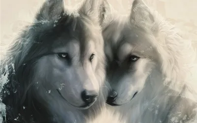 Картинки волк, волчица, фолки, любовь, верность, нежность, волки - обои  1680x1050, картинка №61799