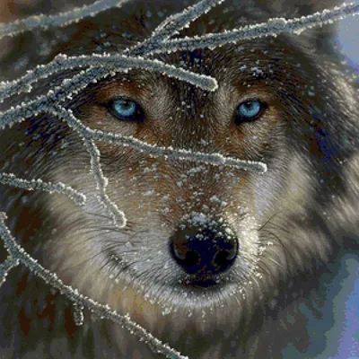 Волк в лесу зимой. Обои с животными, картинки, фото 1600x1200