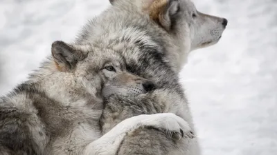 Стая волков выходит из леса, зима…» — создано в Шедевруме