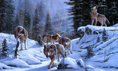 Скачать обои снег, зима, лежит, хищник, волк разрешение 1920x1200 #49473