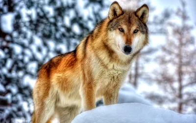 Зима снег деревья сугробы лес волки» — создано в Шедевруме