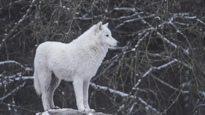Волчица Воет Волк Зимой Снегу Изолированы Белом Фоне стоковое фото ©bazil  647906276