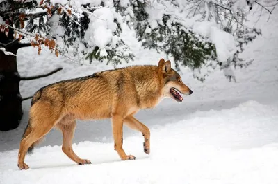 Фотография волк Зима Фантастика снегу луной в ночи Волшебные