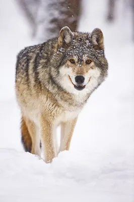 Волки зимой: жизнь и охота» — создано в Шедевруме