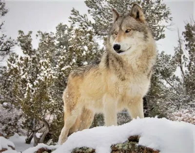 Волки зимой в Брно стоковое фото. изображение насчитывающей волк - 201262158