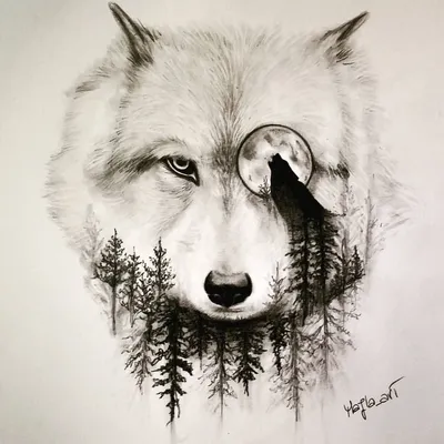 Картинки волков для срисовки фотографии