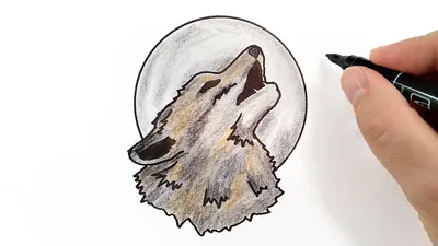Волк, рисунок карандашом» — создано в Шедевруме