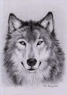 Один рисунок головы волка для идентификации логотипа клуба охотника.  Концепция амулет волков национального логотипа зоопарка. Модн Иллюстрация  вектора - иллюстрации насчитывающей талисман, пуща: 192946800