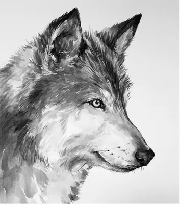 Рисунок волка для срисовки поэтапно гуашью (36 шт)