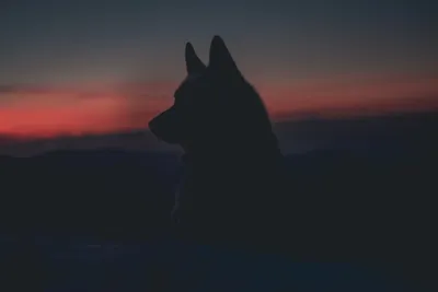 Волки | Нарния Вики | Fandom