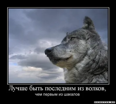 Тарелка ≈ 22 см с надписью Волка ноги кормят вообще-то а тебя опять я в  интернет-магазине Ярмарка Мастеров по цене 2400 ₽ – UAK92RU | Тарелки,  Саратов - доставка по России